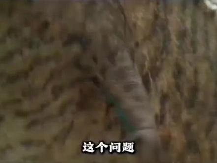 #科普知识 #大自然 #恐龙 恐龙前肢的用途