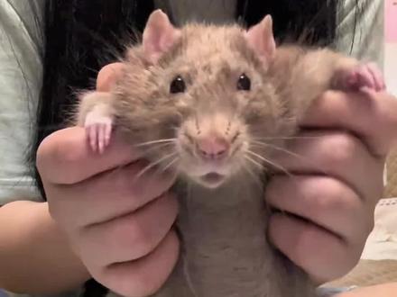 花枝鼠 花枝鼠原来智商这么高#花枝鼠 #动物 #动物科普