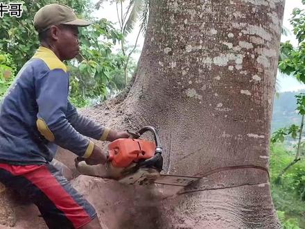 使用斯蒂尔MS382砍伐3米高的巨型相思树