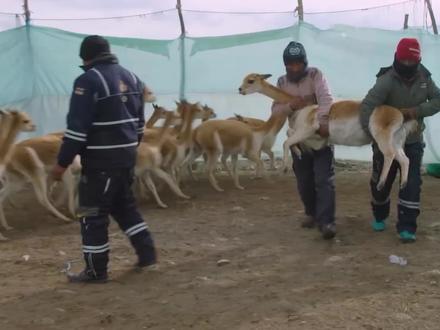 这种动物的毛十分昂贵,由它制成的大衣动辄要几十万元#制作过程 #骆马毛 #涨知识