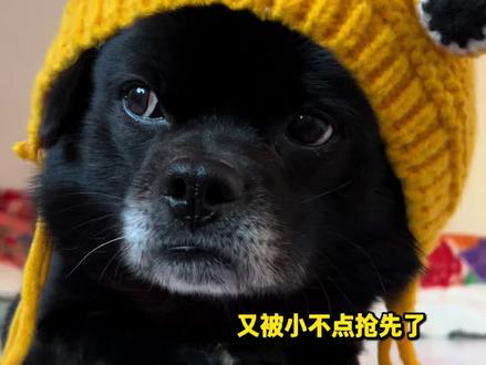 小不点喜当爹 大黑却一直不开窍#萌宠 #铲屎官的日常 #一滴亮地板清洁剂 #清洁小妙招