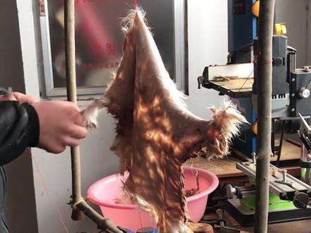 很少人会处理毛皮吧,鞣制,简单了解一下。