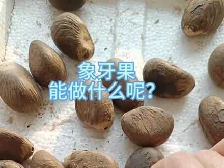 想要什么咱就自己做,一做一个不吱声#文玩 #象牙果 #象牙果手把件 #上热门🔥 #象牙果手串