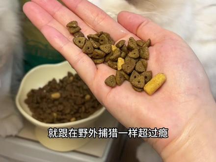 单猫家庭不要多薅!!这一袋都够吃小半年了#养猫经验分享 #醇粹 #醇粹猫粮 #醇粹金标猫粮 #新手养猫