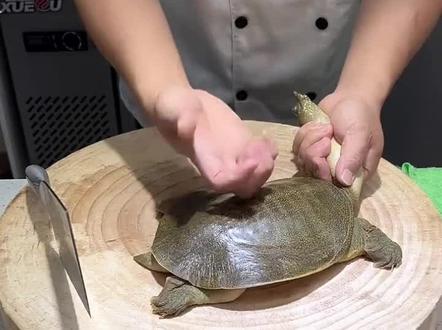 全网最详细的杀甲鱼视频来了