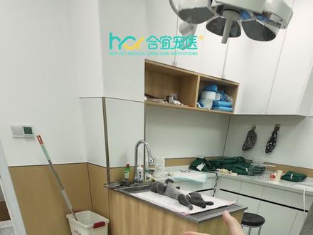 什么?猫咪绝育才这个价? #临沂 #宠物医院 #临沂合宜宠医 #小猫咪发现自己被绝育