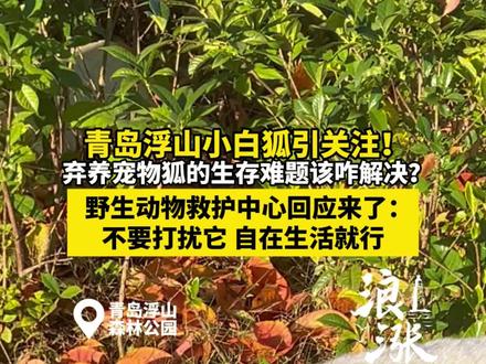 青岛浮山小白狐引关注!弃养宠物狐的生存难题该咋解决?官方回复 青岛浮山小白狐引关注!
弃养宠物狐的生存难题该咋解决?
野生动物救护中心回应来了:
不要打扰它 自在生活就行(青岛新闻网/浪涨新闻 记者 穆钰)#青岛浮山小白狐 #弃养宠物狐 #野生动物保护 #浮山森林公园