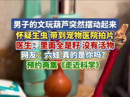 男子文玩葫芦突然摆动起来,最新进展:已带到宠物医院拍片, 里面全是籽,没有虫。网友:六娃,真的是你吗?#葫芦娃 #葫芦摆动 #走近科学