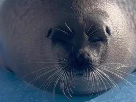 会跳海草舞的海豹#动物世界 #动物科普 #海豹