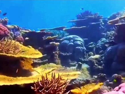 《富饶的西沙群岛》#三年级上册语文 #课文朗诵 #课文动画