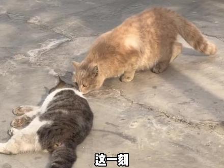 人,咪的世界一直在下雨#猫咪 #动物也有爱 #萌宠