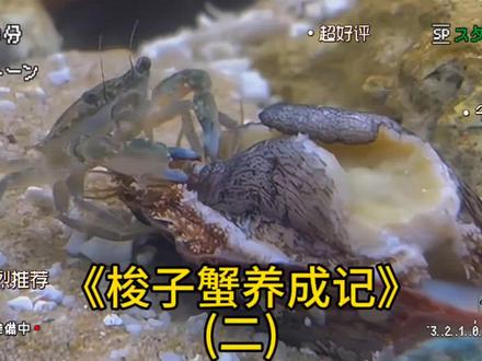 放50只螃蟹在鱼缸,一个月过去,它们能否生存下来?#养鱼日志 #鱼缸里的大自然#养鱼人