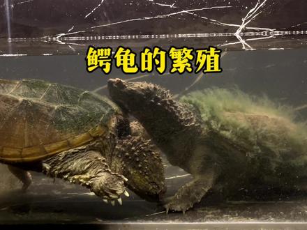 损耗品相的并不是交配#鳄龟繁殖#佛鳄繁殖#鳄龟