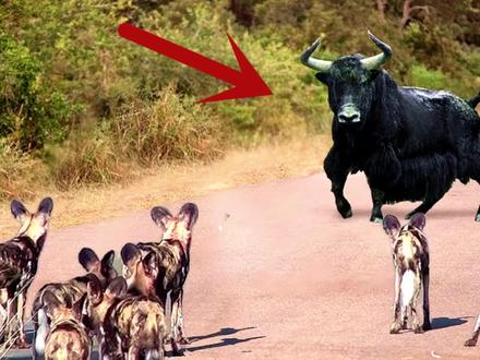 鬣狗活吃水牛将其掏肛,5个残酷的猎杀时刻,小角马被一口吞掉 #野生动物 #野生动物 #鬣狗 #角马 #鳄鱼