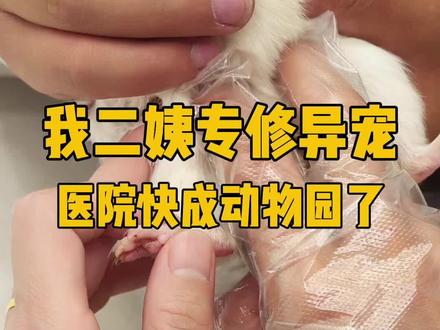 接诊 3 种奇葩小宠,哈尔滨二姨也太全能了!#萌宠#异宠#貂 #鹦鹉#宠物医院