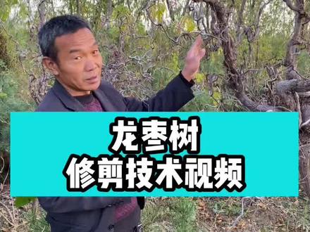 龙枣树修剪技术视频#龙枣 #枣树管理 #果树修剪 #三农#我要上热门