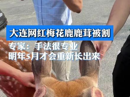 #大连网红梅花鹿鹿茸被割
专家:手法很专业
明年5月才会重新长出来