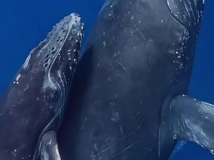 闭上眼,带你聆听座头鲸最真实的叫声,毛骨悚然。