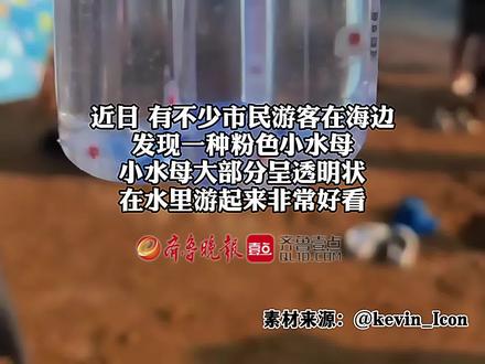 近日,有不少市民游客在海边发现一种粉色小水母。中国科学院海洋研究所王世伟博士表示,据视频看水母为灯塔水母,属低毒物质,灯塔水母会蜇人,不建议游客用手触碰,更要避免误食。(齐鲁晚报·齐鲁壹点 曹婧雯)