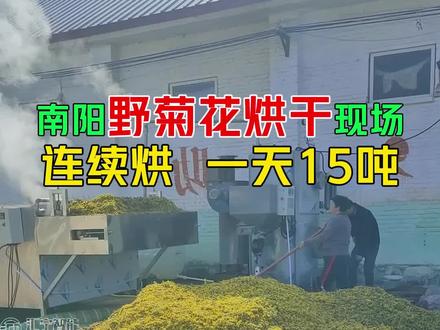 野菊花杀青烘干机适用于各种农产品,中药材,食用菌类等,一年四季不停歇#菊花烘干机 #野菊花烘干机 #网带菊花烘干机 #中药材烘干机 #中药材烘干机指定厂家 @中药材烘干机哪家好@中药材烘干机郑州厂家@南阳菊花烘干@菊花杀青烘干