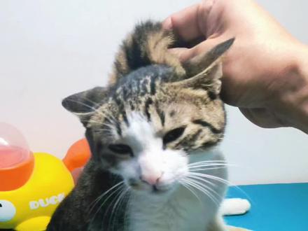 给抓了我手的猫猫测了一下,竟然……#狂犬疫苗 #狂犬病 #猫咪 #养猫经验分享 #狂犬病毒检测卡