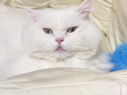 它好像对新发型不太满意 #米努特矮脚猫 #这也太可爱了吧