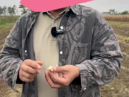 蒜种发芽了怎么办#大蒜种植#种蒜时间迟#大蒜管理