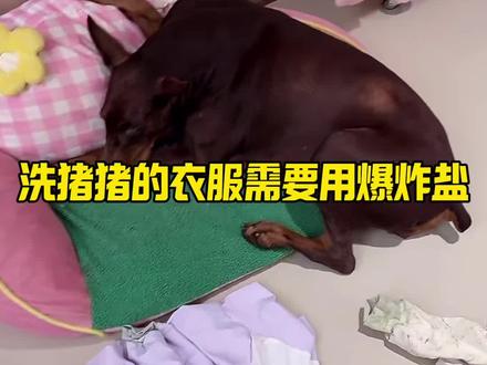 洗猪猪的衣服需要用爆炸盐#lulu麦 #lulu麦麦