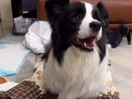 终于轮到停子挑衅圆子了#停子 #边牧停子 #边牧停停 #边牧停停的日常 #边牧日常 @边牧停停的日常 @停子哥的朋友圈