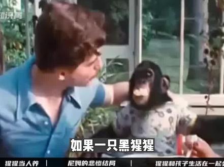 美国最变态的实验:让猩猩和人类一起生活,它会直接进化成人吗? #猩猩 #进化 #实验