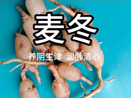 麦冬 养阴生津 润肺清心#养生