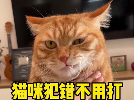 猫咪犯错不用打,用一招让它怀疑喵生 #新手养宠#养宠进阶指南#养猫小百科#科学养宠攻略