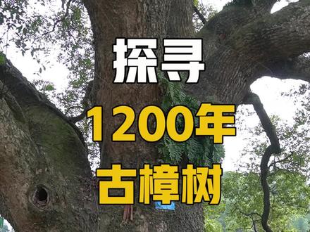 发现一颗1200年的古樟树,据说当年徐霞客都来参拜过#抖出新年味 #郴州旅游@抖音旅行