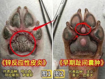 不同品种狗狗对应脚掌病理分析。龟(jun)裂(配音读错了不好意思)#金毛 #泰迪 #拉布拉多 #狗狗健康