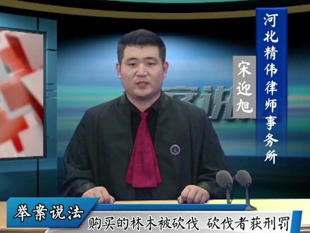 “治顽疾、立规矩、树正气” | 【举案说法】购买的林木被砍伐,砍伐者获刑罚#法律 #举案说法