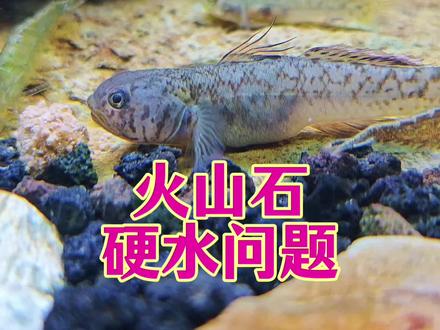 火山石底砂会硬水吗?你遇到了奸商!火山石颗粒造成水质偏碱问题 火山石颗粒会硬水吗?火山石底砂是酸性还是碱性?为什么使用火山石颗粒养鱼以后,水质偏碱了?火山石颗粒是否会硬水以及对水质酸碱性的影响科普教程。火山石底砂是酸性还是碱性?酸性火山石、中性火山石、基性火山石要怎么选?火山石古法生态缸养龟养鱼水质变碱问题科普教程。使用火山石底砂养鱼会跌酸吗?火山石颗粒酸碱性以及对水质pH的影响视频教程。火山石到底是酸性还是碱性?火山石酸碱度和硬水科普教学。鸫龟先生火山石古法生态缸视频教程,火山石颗粒酸碱性和硬水教学,新手养鱼指南之火山石硬水篇。#内容启发搜索 #神奇动物在抖音 #养鱼日记 #鱼缸里的大自然 #火山石生态缸