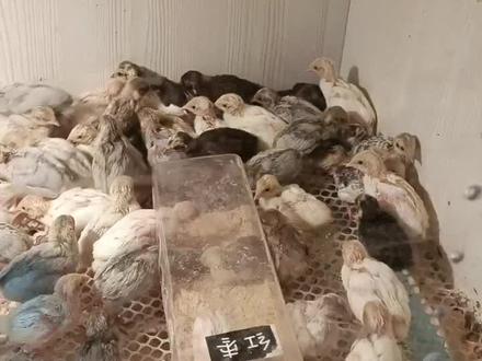 养如丁鸡的危害你要知道。家里有过敏性哮喘的,最好不要养带羽毛的。#芦丁鸡 #芦丁鸡养殖 #宠物鸡 #鸡宝宝 #网红鸡