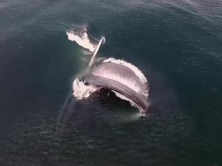 你知道海里最大的十种巨型生物是那些吗? #海洋生物 #海底世界 #科普一下