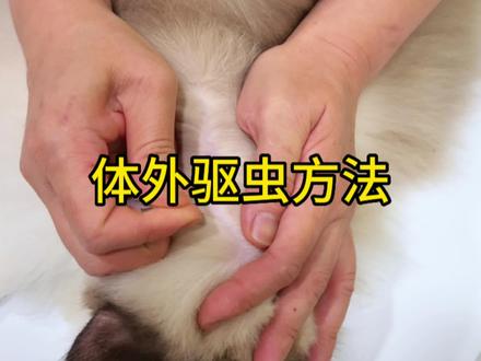 如何给猫用体外驱虫药呢?一定要滴在脖子哦,不然会被猫咪舔到就要咯吐白沫了#新手养猫 #科学养宠攻略 #猫咪 #布偶 #猫咪驱虫