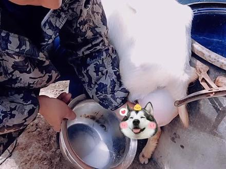 一只头胎奶山羊一次性能挤多少奶呢?您的奶山羊产奶性能如何呢?