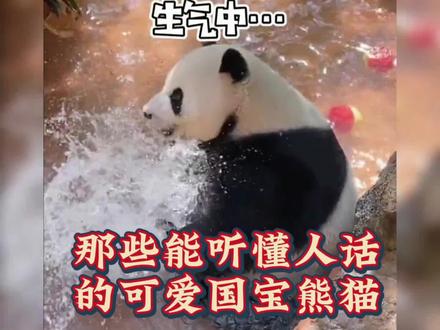 盘点能听懂人话的熊猫#盘点系列 #大熊猫