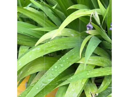 iPhone 13 Pro系列微距拍摄技巧|其他品牌有微距也可以~#手机摄影 #iphone13promax #iphone13pro #手机微距拍摄 #苹果微距拍摄 #手机微距摄影 #雨后的风景