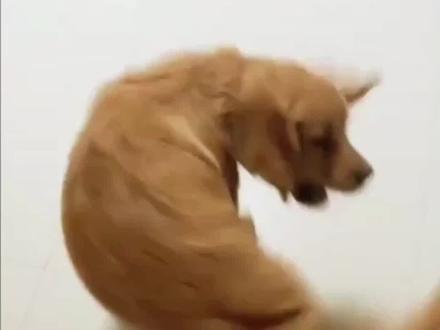 狗狗咬尾巴,啥情况?#狗尾巴