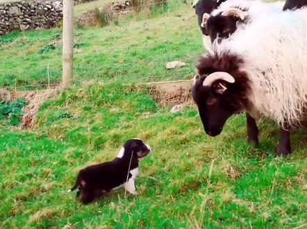 #边境牧羊犬 的天赋,刚满月的#边牧 竟会牧羊!@抖音小助手 @DOU+小助手