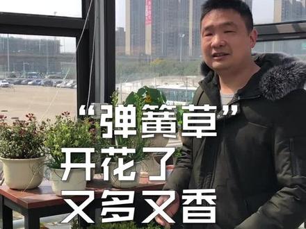 我的弹簧草开花了,又多又香