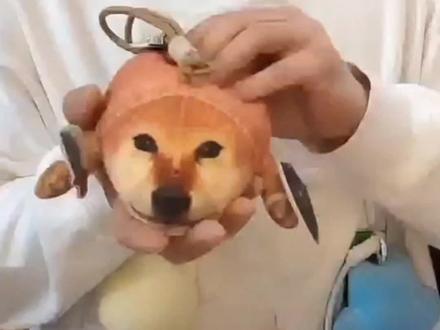 我的刀盾 #刀盾狗 #我的刀盾 #我的刀盾发声玩偶