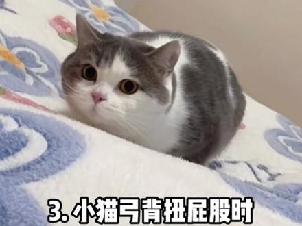 满足猫咪捕猎天性,逗猫棒这样玩才对 #宠跃星球#猫咪#如何陪猫咪玩游戏#萌宠出道计划#养猫经验分享