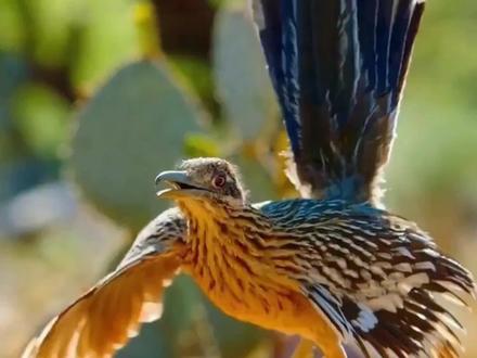 不会飞的鸟却走如飞?揭秘走鹃的蛇捕食之谜#走鹃 #毒蛇 #神奇动物 #保护动物 #我要上热门🔥