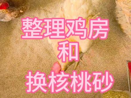 鸡最怕热了,它不像人类热了可以脱羽绒服,所以只能硬扛,所以能做多少就做多少,尽力而为!#鸡#宠物#核桃砂#种草激励#合作伙伴