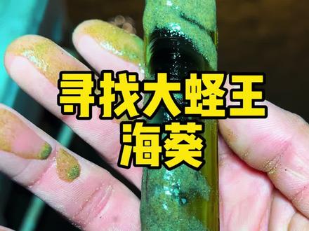 来看看北方冬天赶海都能赶到啥?这大蛏王我给100分!#赶海 #曹妃甸赶海